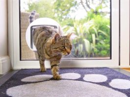 Common Mistakes to Avoid When Installing a Cat Flap